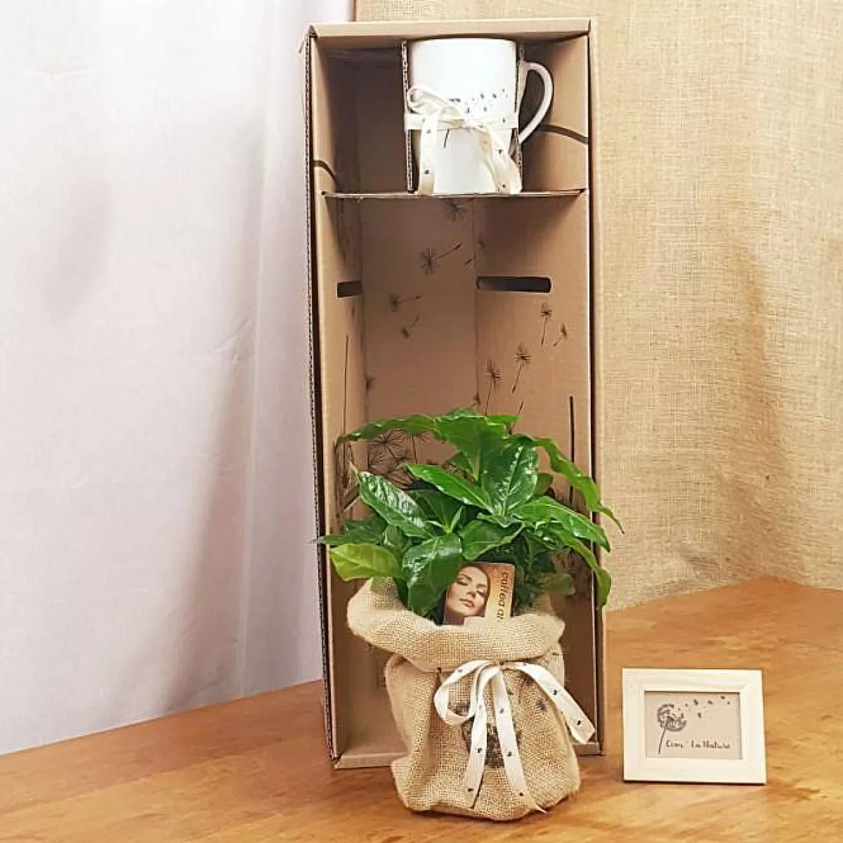 Com'La Nature Coffret D'Un Caf Ier Et Son Mug Fran Ais^ Plantes D'extérieur