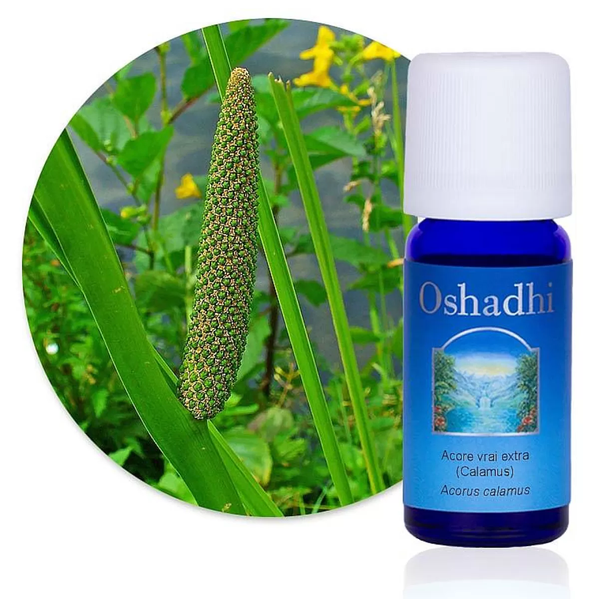 Oshadhi Huile Essentielle Acore Vrai Bio^ Huiles Essentielles Digestion