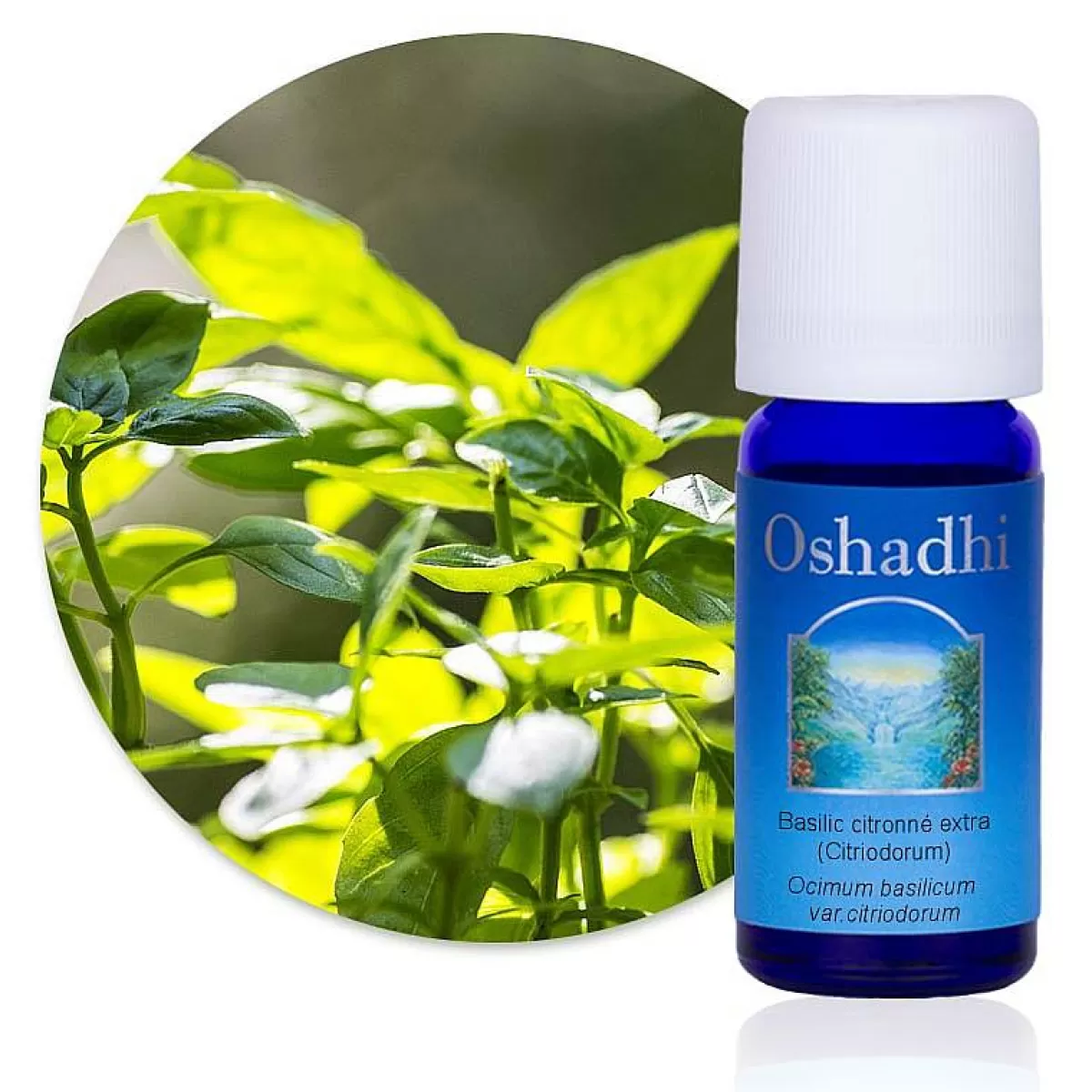 Oshadhi Huile Essentielle Basilic Citronn Bio^ Huiles Essentielles Muscles Et Articulations