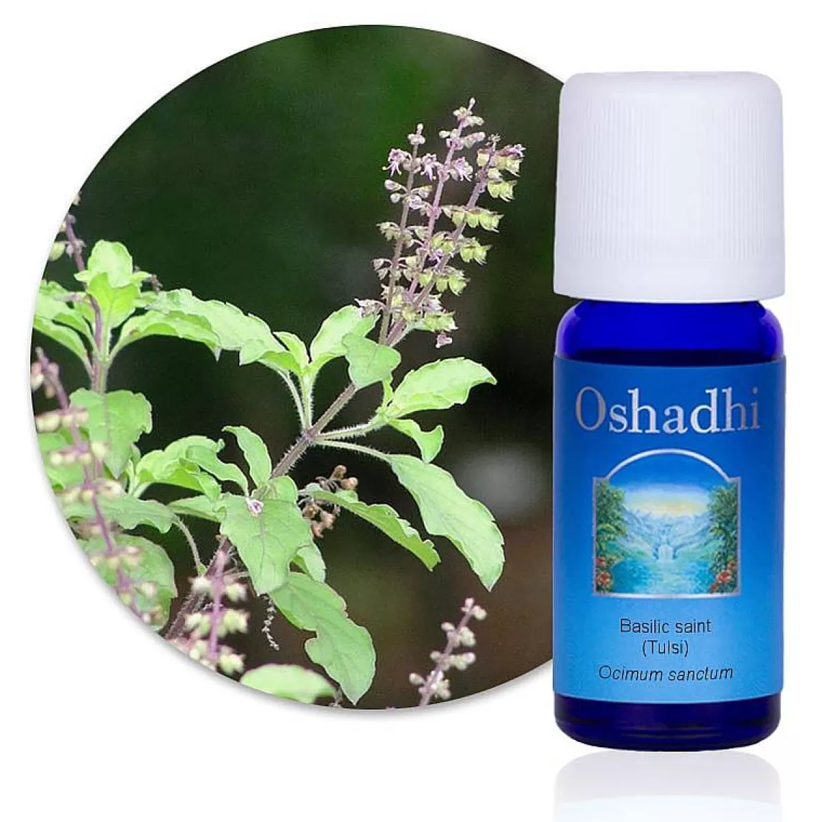 Oshadhi Huile Essentielle Basilic Saint Bio^ Huiles Essentielles Purifiantes