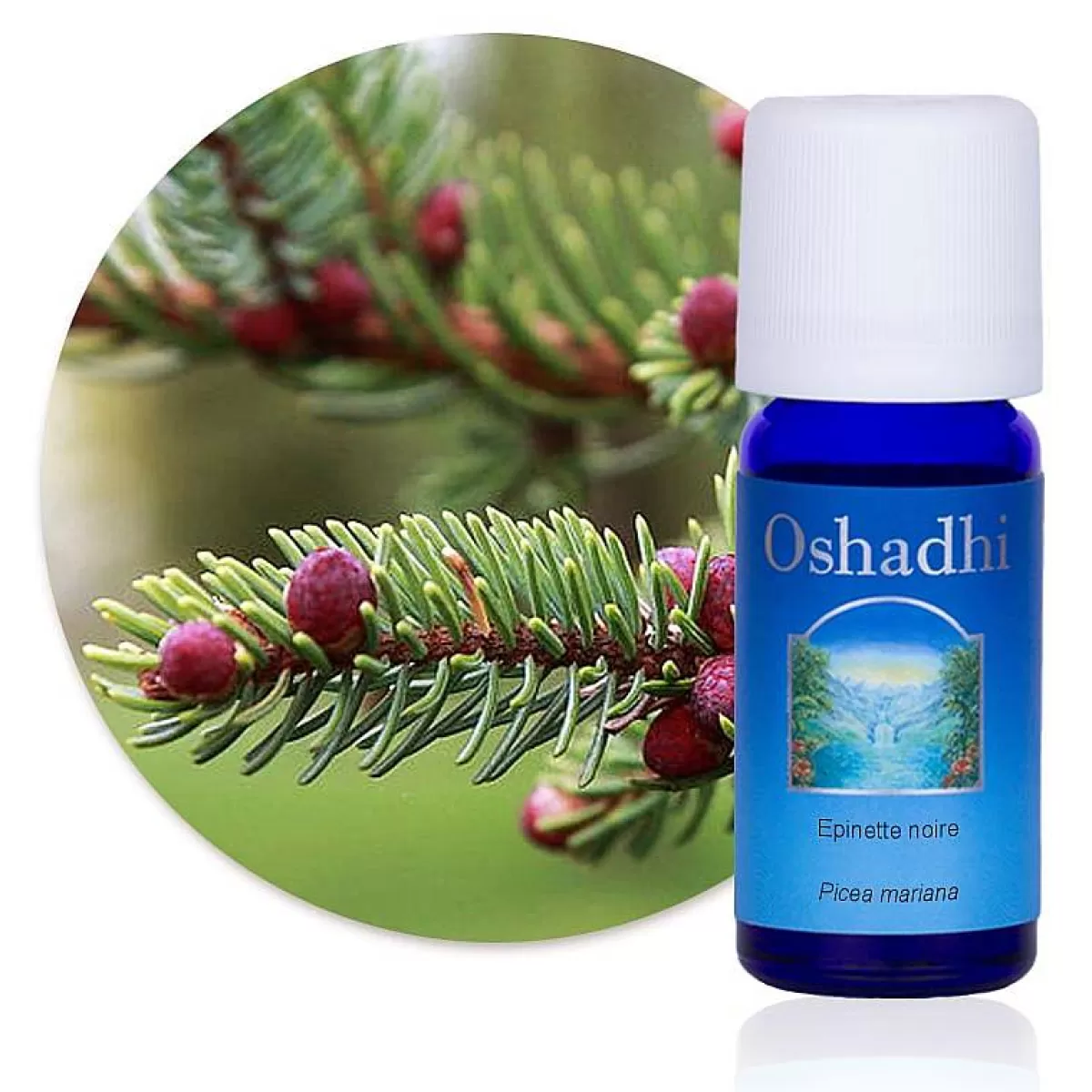 Oshadhi Huile Essentielle Epinette Noire Bio^ Huiles Essentielles Vitalité